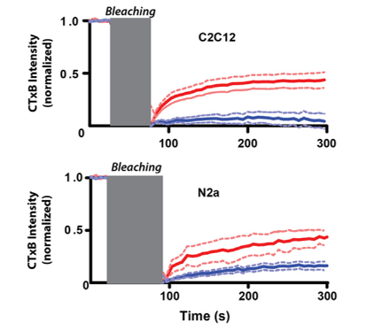 Additional figure, Petersen et al., BBA Biomembranes 2020
