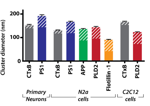 Additional figure, Petersen et al., BBA Biomembranes 2020