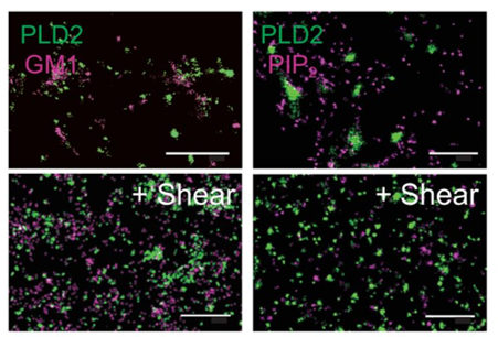 Additional figure, Petersen et al., eLife 2023
