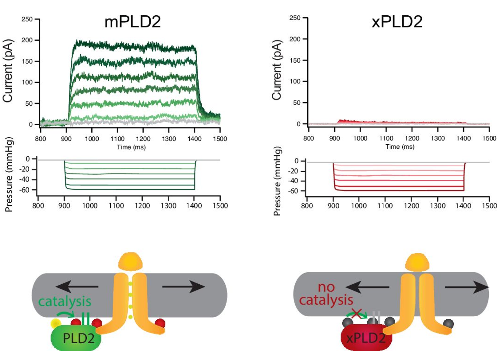 Figure from Petersen et al., eLife 2023